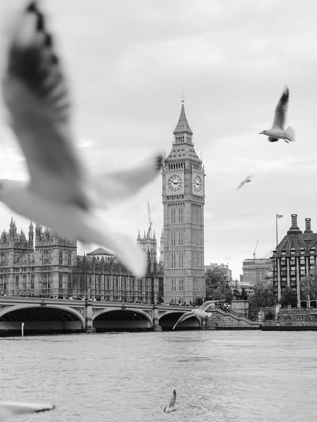 Big Ben seen through a flock of birds in black and white